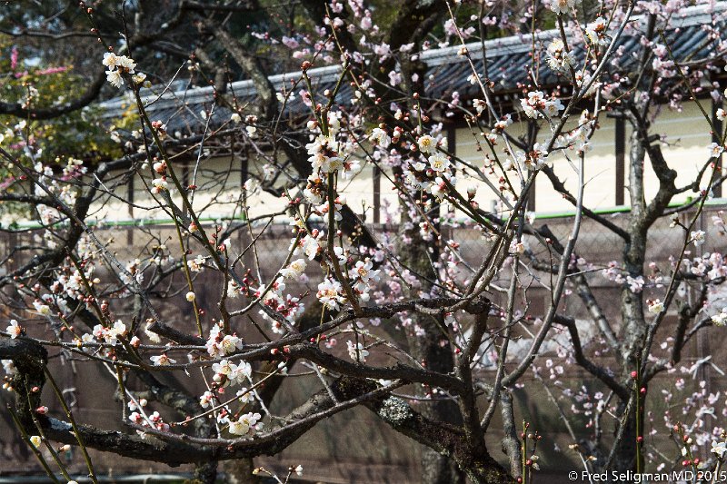 20150313_132844 D4S.jpg - Early for cherry blossoms, these are probably plum blossoms